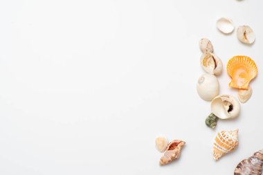 Beyaz arka planda farklı deniz kabukları. Deniz kenarında tatil kavramı..
