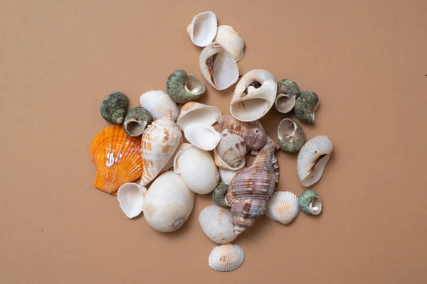 Verschiedene Muscheln auf ockerfarbenem Hintergrund, das Konzept eines Urlaubs am Meer. — Stockfoto