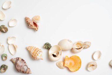 Beyaz arka planda farklı deniz kabukları. Deniz kenarında tatil kavramı..