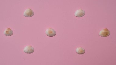 Parlak pembe arka planda farklı deniz kabukları. Deniz kenarında tatil kavramı..