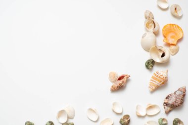 Beyaz arka planda farklı deniz kabukları. Deniz kenarında tatil kavramı..