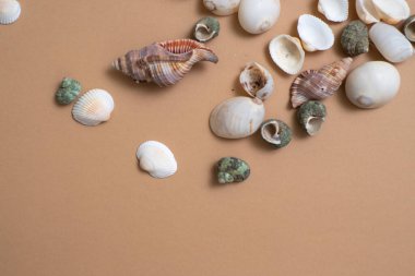 Çamur rengi arka planda farklı deniz kabukları, deniz kenarında tatil kavramı..