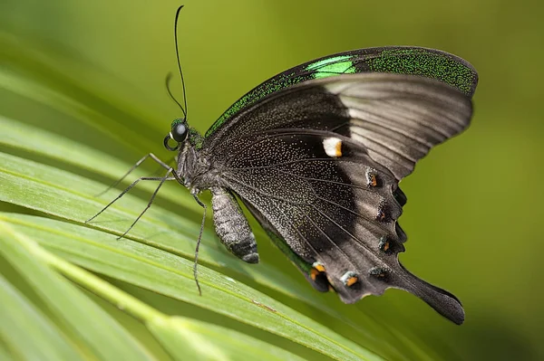 Mariposa sobre una hoja en un backgorund verde —  Fotos de Stock