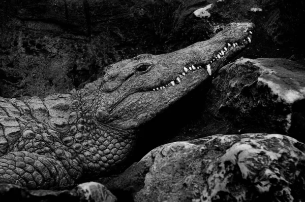Крокодил Розслабляється Біля Річки Червоним Піском — стокове фото