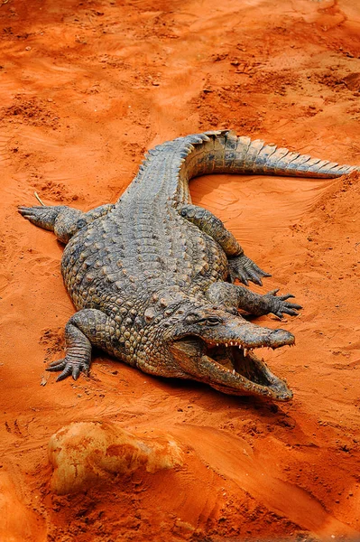 Crocodile Relaxant Près Une Rivière Sable Rouge — Photo