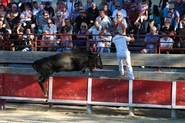 Camarguaise Πορεία Στη Νότια Γαλλία — Φωτογραφία Αρχείου