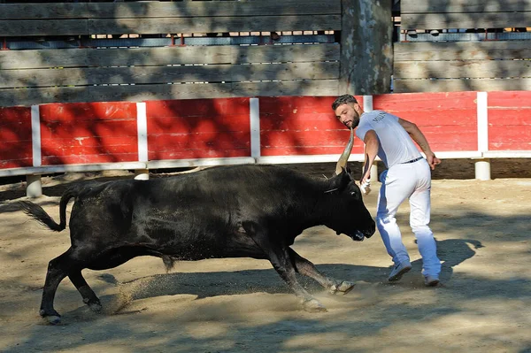 Camarguaise Corso Nel Sud Della Francia — Foto Stock