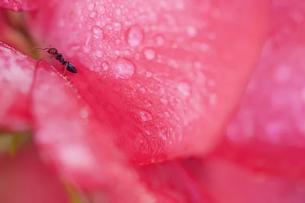 Ant Red Flower Summer — Stock Photo, Image