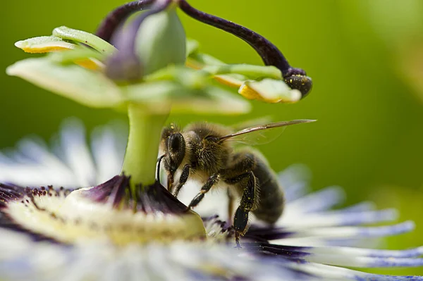 Flying Bee Pollinating Colored Flower Summer — Stock Photo, Image