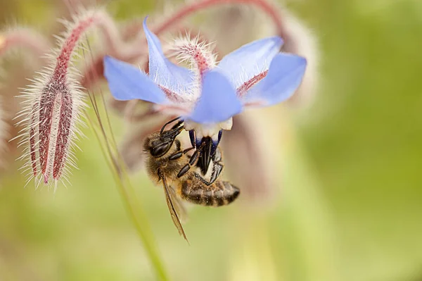 Flying Bee Pollinating Blue Flower Summer — Stock Photo, Image