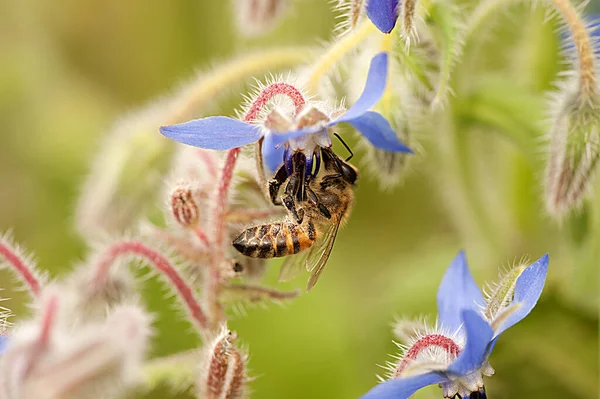 Flying Bee Pollinating Blue Flower Summer — Stock Photo, Image