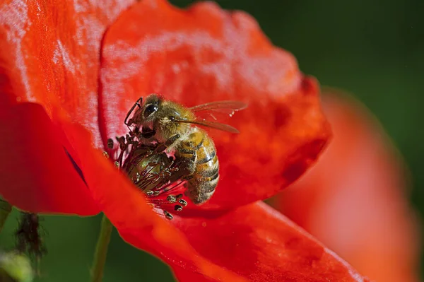 Flying Bee Pollinating Colored Flower Summer — Stock Photo, Image