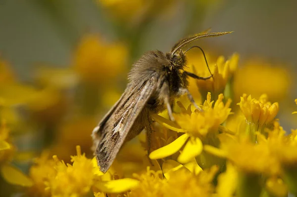 Sarı Arka Planda Tozlaşan Kelebek — Stok fotoğraf