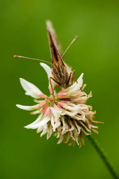 Yeşil Arka Planda Tozlaşan Bautterfly — Stok fotoğraf