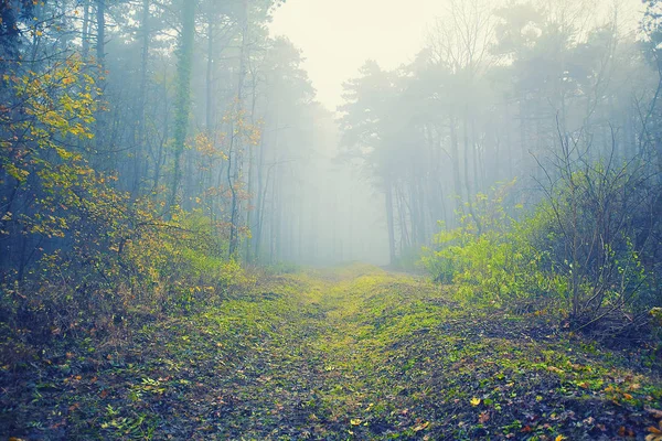 Magische mistige seizoensgebonden boom boslandschap. Prachtige dromerig fairytale. — Stockfoto