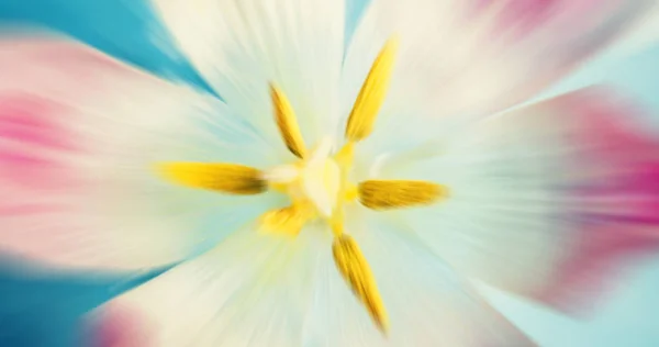 Renkli Lale çiçek, makro yakın çekim — Stok fotoğraf