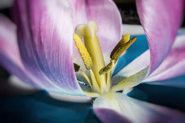 Colorful tulip flower, macro close up — Stock Photo, Image