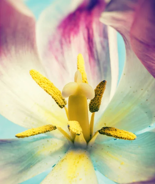 Flor de tulipán colorido, macro primer plano — Foto de Stock