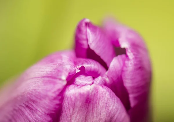 Tulipán Púrpura Jardín Vista Cerca —  Fotos de Stock