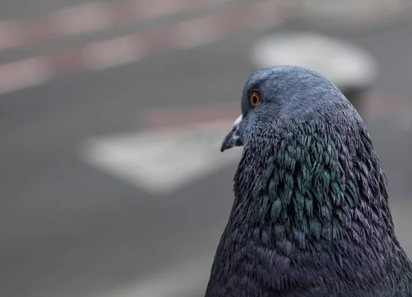 Closeup Shot Pigeon Blurred Background — Stock Photo, Image