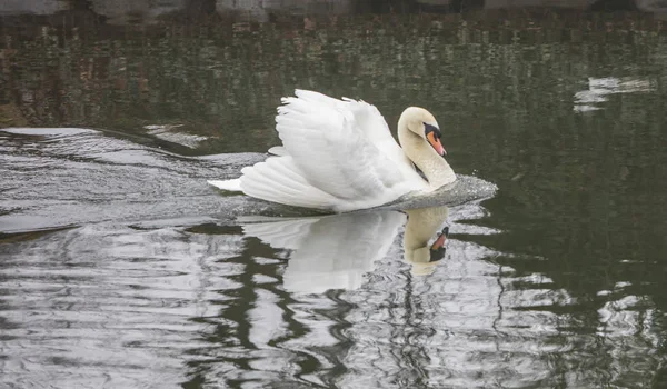 Hermoso Cisne Blanco Flotando Estanque — Foto de Stock