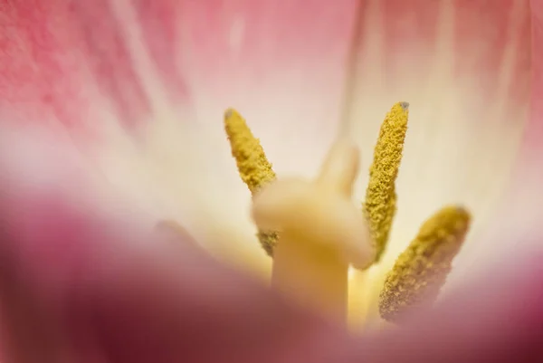 Piękna Fotografia Makro Kwiat Tulipan — Zdjęcie stockowe