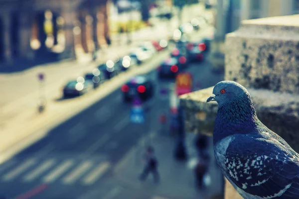 Closeup Shot Pigeon Blurred Background — Stock Photo, Image