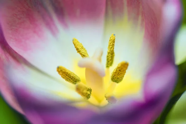 Macro Uma Bela Flor Tulipa — Fotografia de Stock
