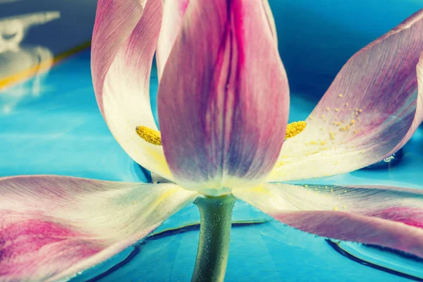 Renkli Lale çiçek, makro yakın çekim — Stok fotoğraf