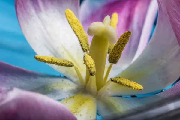 Flor de tulipán colorido, macro primer plano — Foto de Stock