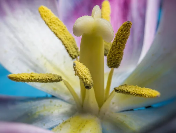 Flor de tulipán colorido, macro primer plano — Foto de Stock