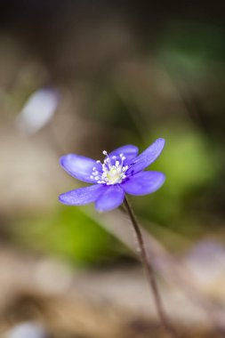 renkli bahar çiçekleri arka plan
