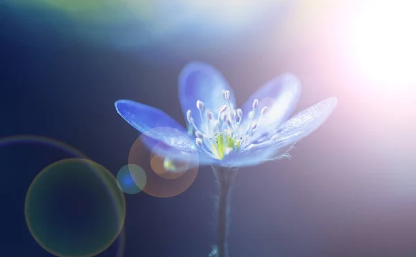 Renkli bahar çiçekleri arka plan — Stok fotoğraf