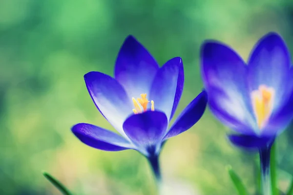 多彩春天鲜花背景 — 图库照片