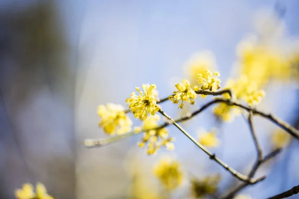 多彩春天鲜花背景 — 图库照片