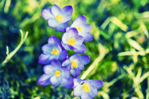 Renkli bahar çiçekleri arka plan — Stok fotoğraf