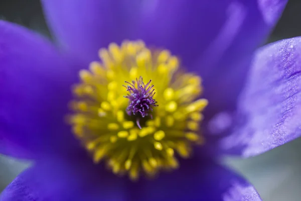 Flores de primavera colorido fondo — Foto de Stock