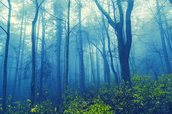 Mistig bos in de ochtend — Stockfoto