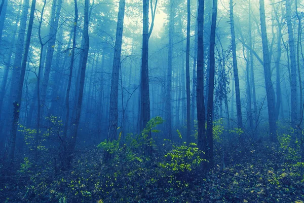 Foresta nebbiosa al mattino — Foto Stock