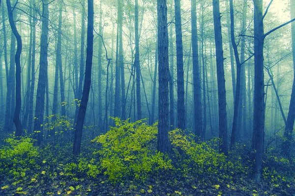안개낀 아침 숲 — 스톡 사진