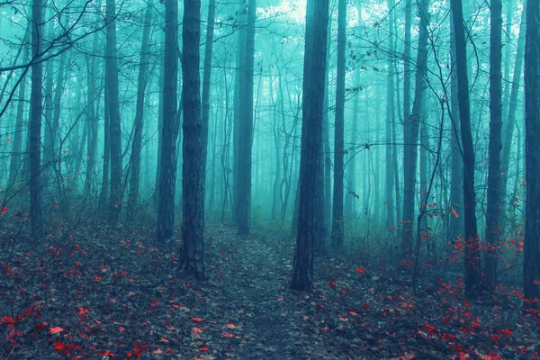 Bosque brumoso por la mañana — Foto de Stock