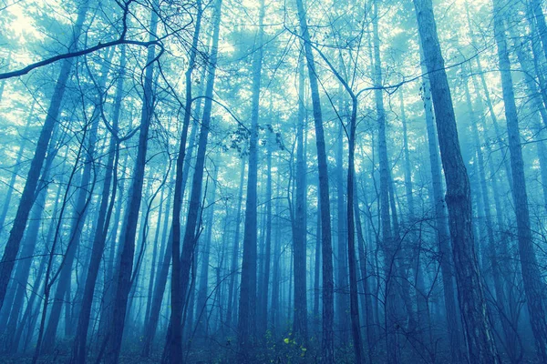 Misty forest in the morning — Stock Photo, Image