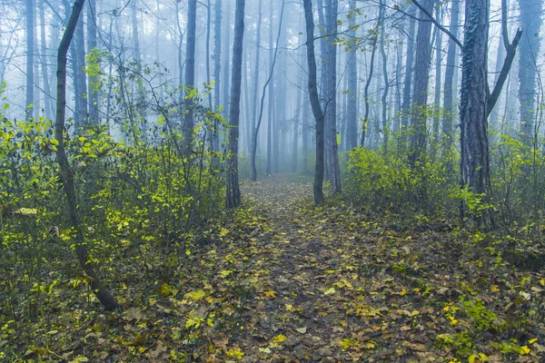 Misty forest in the morning — Stock Photo, Image