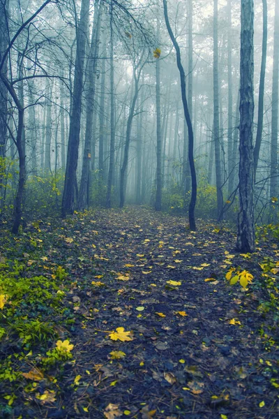 Ομιχλώδες δάσος το πρωί — Φωτογραφία Αρχείου