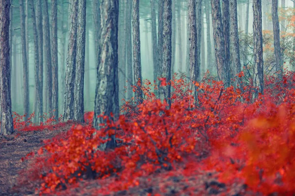 Herbst Wald Morgennebel Herbst Jahreszeit Hintergrund Saisonale Naturlandschaft — Stockfoto