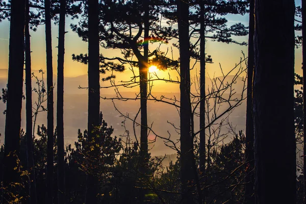 Tramonto Nella Pineta Sfondo Della Natura — Foto Stock