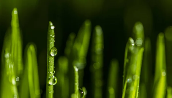 Hierba Verde Fresca Con Gotas Agua —  Fotos de Stock