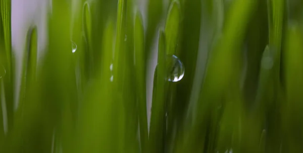 Hierba Verde Fresca Con Gotas Agua —  Fotos de Stock