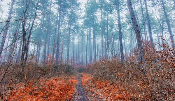 Туманний Ранок Красивому Осінньому Лісі — стокове фото