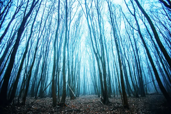 Floresta Nebulosa Bonita Árvores Floresta — Fotografia de Stock